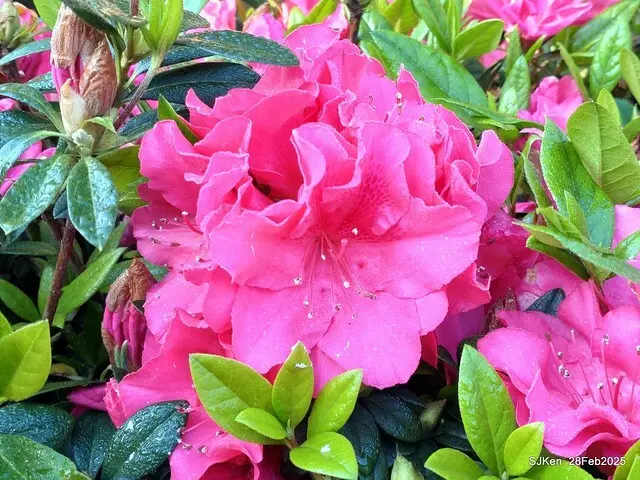 2025.02.28       2025 台北杜鵑花季--- 杜鵑花篇(2025 Tapei Azalea festival at Daan forest park), Taipei, Taiwan, Feb 28,2025, SJKen