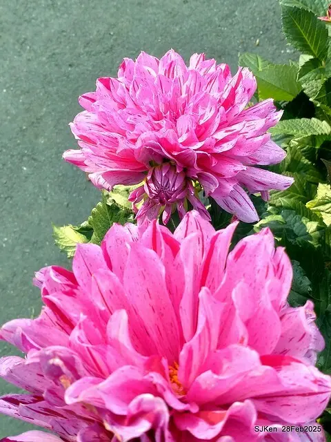 2025台北杜鵑花季系列(二) 大理花篇( Dahlia at Daan forest park), Taipei, Taiwan, SJKen , Feb 28, 2025.