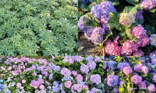 2025台北杜鵑花季「心花開、森不息」主題系列(三) 繡球花篇((Hydrangeas exhibition at Da-An forest park), Taipei,Taiwan, SJKen, Feb 28, 2025.