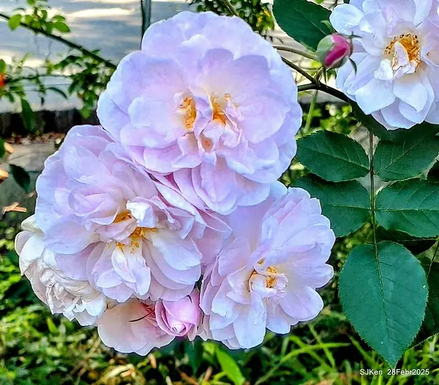 2025花博園區新生公園台北玫瑰園花展(2025 Annual Taipei Rose Garden festival), Mar 14 ~ Apr.13, 2025, Taipei, Taiwan, SJKen.