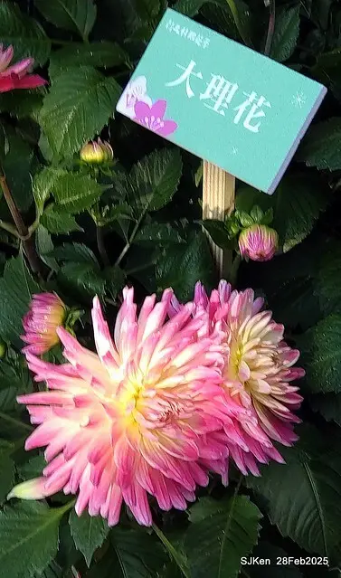 2025台北杜鵑花季系列(二) 大理花篇( Dahlia at Daan forest park), Taipei, Taiwan, SJKen , Feb 28, 2025.