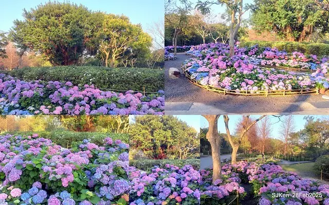 2025台北杜鵑花季「心花開、森不息」主題系列(三) 繡球花篇((Hydrangeas exhibition at Da-An forest park), Taipei,Taiwan, SJKen, Feb 28, 2025.