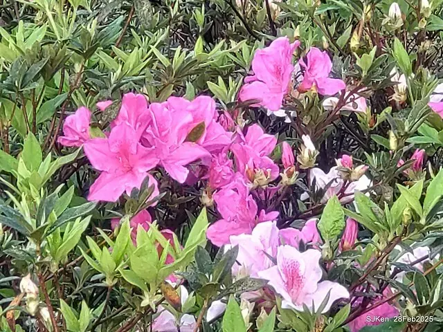 2025.02.28       2025 台北杜鵑花季--- 杜鵑花篇(2025 Tapei Azalea festival at Daan forest park), Taipei, Taiwan, Feb 28,2025, SJKen