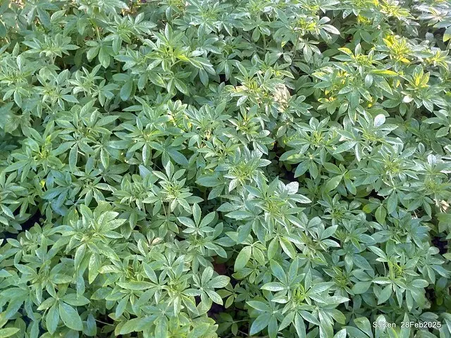 2025台北杜鵑花季「心花開、森不息」主題系列(三) 繡球花篇((Hydrangeas exhibition at Da-An forest park), Taipei,Taiwan, SJKen, Feb 28, 2025.