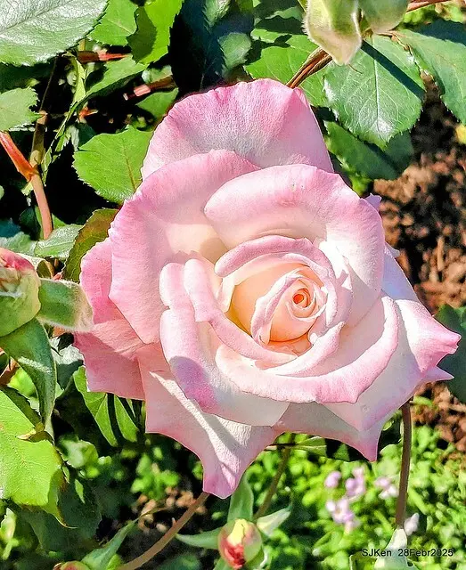 2025花博園區新生公園台北玫瑰園花展(2025 Annual Taipei Rose Garden festival), Mar 14 ~ Apr.13, 2025, Taipei, Taiwan, SJKen.