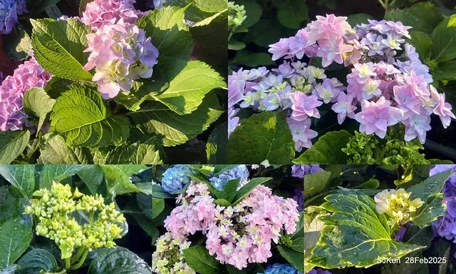 2025台北杜鵑花季「心花開、森不息」主題系列(三) 繡球花篇((Hydrangeas exhibition at Da-An forest park), Taipei,Taiwan, SJKen, Feb 28, 2025.