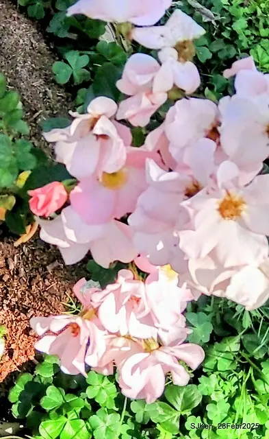 2025花博園區新生公園台北玫瑰園花展(2025 Annual Taipei Rose Garden festival), Mar 14 ~ Apr.13, 2025, Taipei, Taiwan, SJKen.