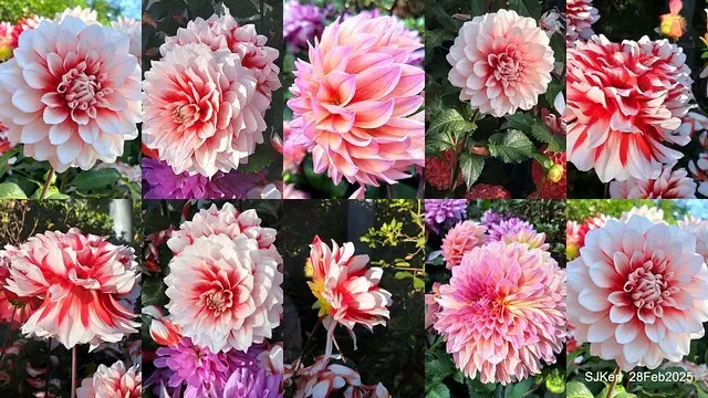 2025台北杜鵑花季系列(二) 大理花篇( Dahlia at Daan forest park), Taipei, Taiwan, SJKen , Feb 28, 2025.