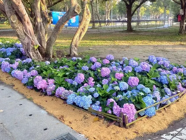 2025台北杜鵑花季「心花開、森不息」主題系列(三) 繡球花篇((Hydrangeas exhibition at Da-An forest park), Taipei,Taiwan, SJKen, Feb 28, 2025.