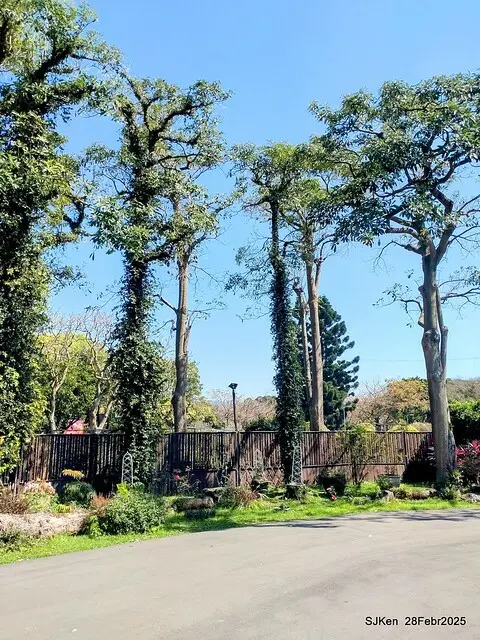 2025花博園區新生公園台北玫瑰園花展(2025 Annual Taipei Rose Garden festival), Mar 14 ~ Apr.13, 2025, Taipei, Taiwan, SJKen.