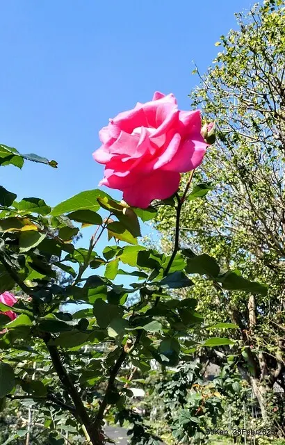 2025花博園區新生公園台北玫瑰園花展(2025 Annual Taipei Rose Garden festival), Mar 14 ~ Apr.13, 2025, Taipei, Taiwan, SJKen.