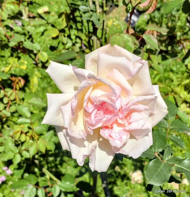 2025花博園區新生公園台北玫瑰園花展(2025 Annual Taipei Rose Garden festival), Mar 14 ~ Apr.13, 2025, Taipei, Taiwan, SJKen.