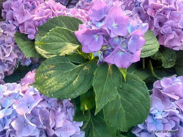 2025台北杜鵑花季「心花開、森不息」主題系列(三) 繡球花篇((Hydrangeas exhibition at Da-An forest park), Taipei,Taiwan, SJKen, Feb 28, 2025.