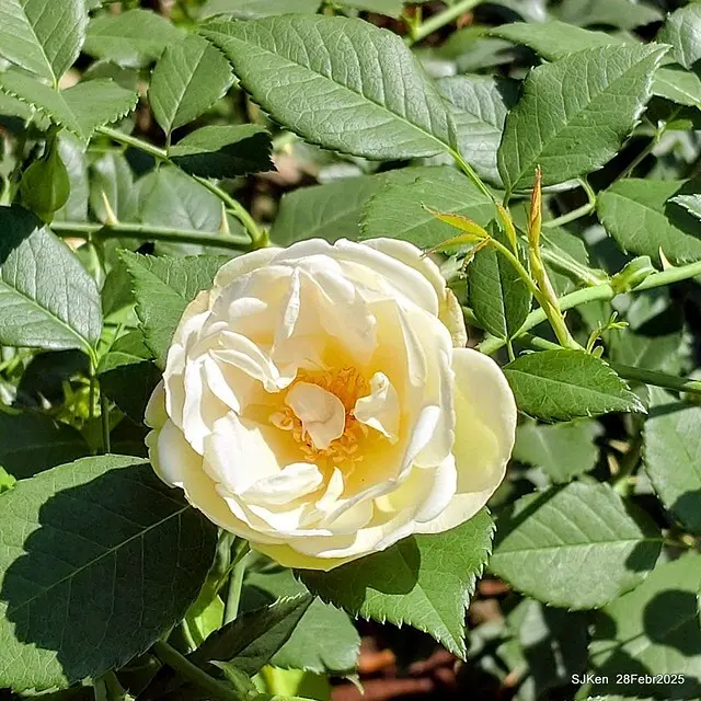 2025花博園區新生公園台北玫瑰園花展(2025 Annual Taipei Rose Garden festival), Mar 14 ~ Apr.13, 2025, Taipei, Taiwan, SJKen.