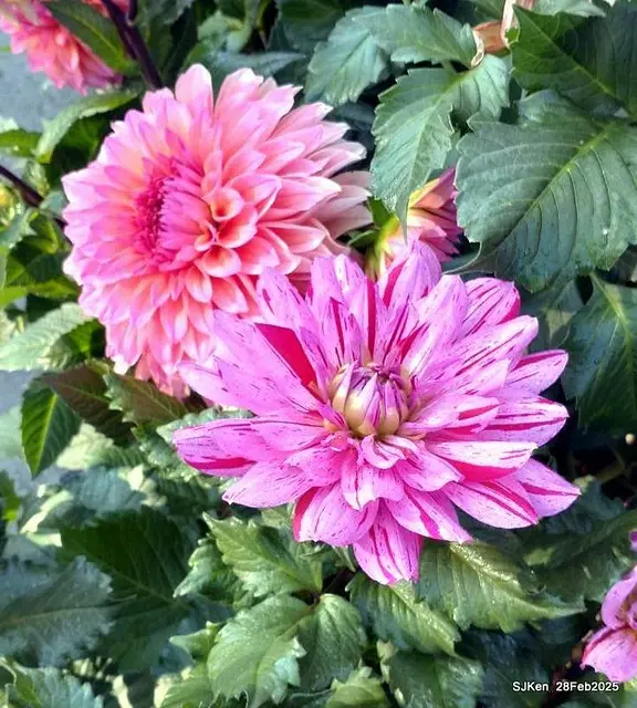 2025台北杜鵑花季系列(二) 大理花篇( Dahlia at Daan forest park), Taipei, Taiwan, SJKen , Feb 28, 2025.