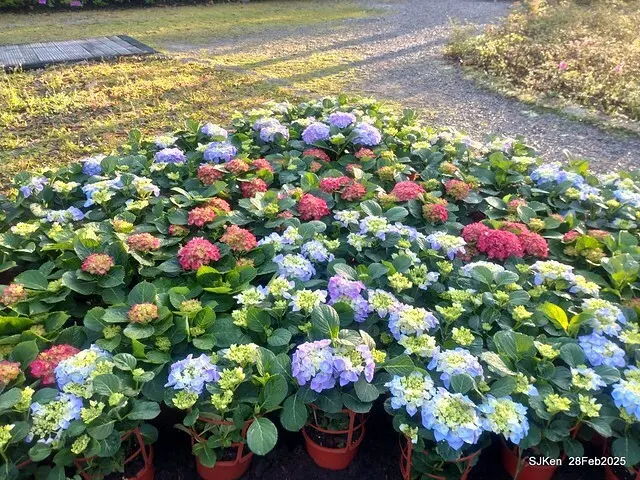 2025台北杜鵑花季「心花開、森不息」主題系列(三) 繡球花篇((Hydrangeas exhibition at Da-An forest park), Taipei,Taiwan, SJKen, Feb 28, 2025.