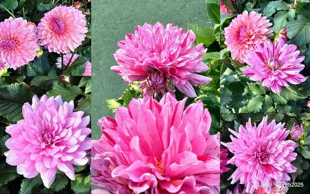 2025台北杜鵑花季系列(二) 大理花篇( Dahlia at Daan forest park), Taipei, Taiwan, SJKen , Feb 28, 2025.