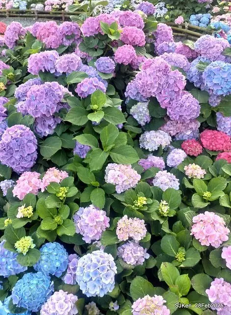 2025台北杜鵑花季「心花開、森不息」主題系列(三) 繡球花篇((Hydrangeas exhibition at Da-An forest park), Taipei,Taiwan, SJKen, Feb 28, 2025.