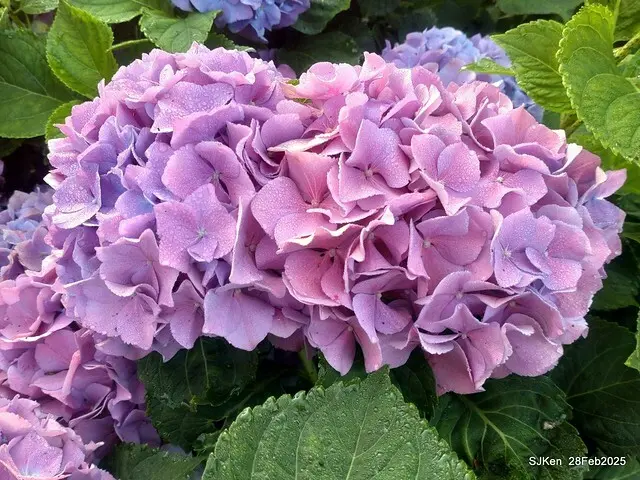 2025台北杜鵑花季「心花開、森不息」主題系列(三) 繡球花篇((Hydrangeas exhibition at Da-An forest park), Taipei,Taiwan, SJKen, Feb 28, 2025.