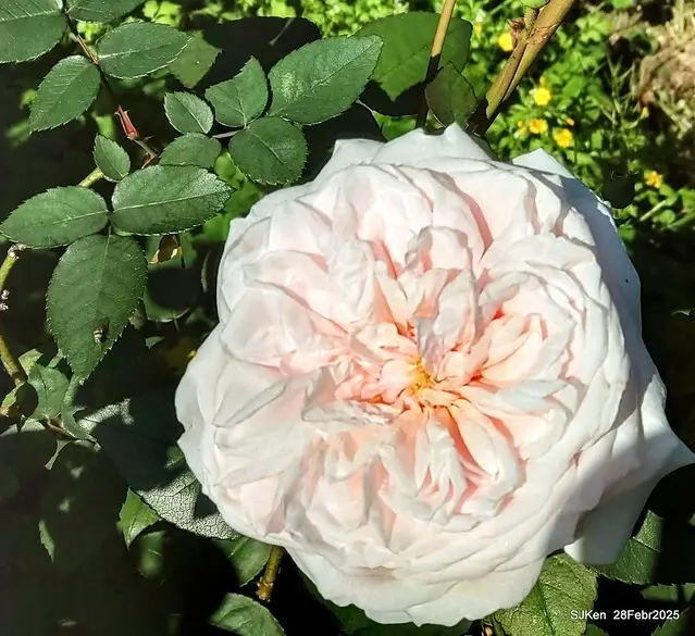 2025花博園區新生公園台北玫瑰園花展(2025 Annual Taipei Rose Garden festival), Mar 14 ~ Apr.13, 2025, Taipei, Taiwan, SJKen.