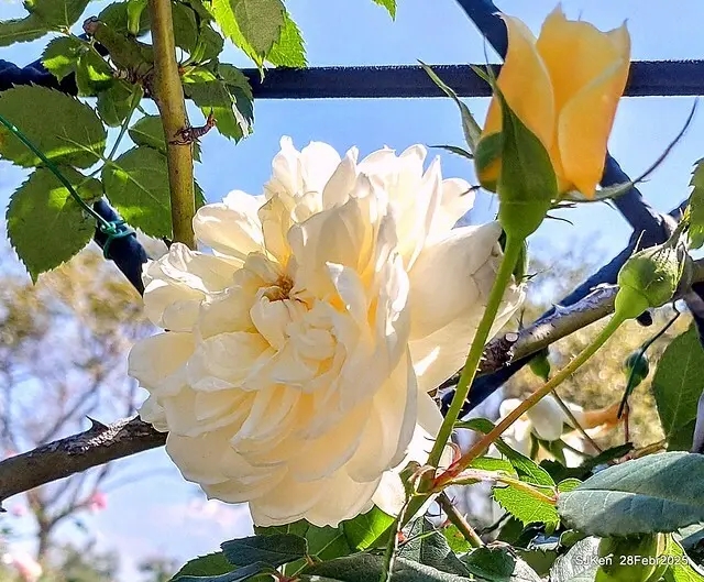 2025花博園區新生公園台北玫瑰園花展(2025 Annual Taipei Rose Garden festival), Mar 14 ~ Apr.13, 2025, Taipei, Taiwan, SJKen.