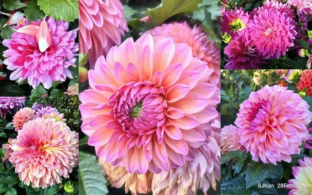 2025台北杜鵑花季系列(二) 大理花篇( Dahlia at Daan forest park), Taipei, Taiwan, SJKen , Feb 28, 2025.