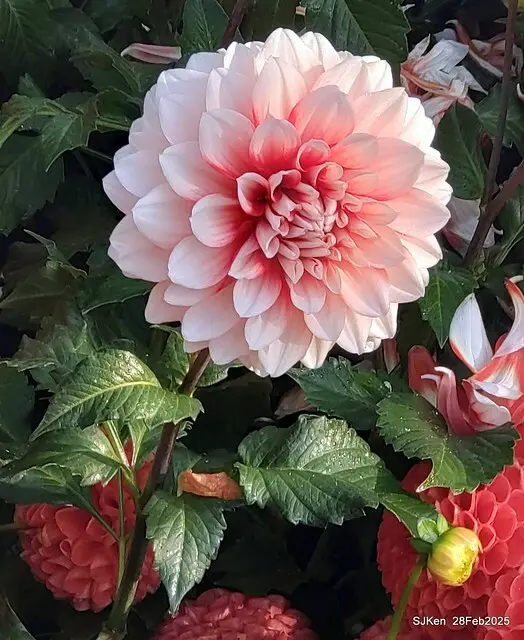 2025台北杜鵑花季系列(二) 大理花篇( Dahlia at Daan forest park), Taipei, Taiwan, SJKen , Feb 28, 2025.