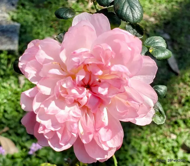 2025花博園區新生公園台北玫瑰園花展(2025 Annual Taipei Rose Garden festival), Mar 14 ~ Apr.13, 2025, Taipei, Taiwan, SJKen.