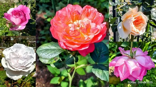 2025花博園區新生公園台北玫瑰園花展(2025 Annual Taipei Rose Garden festival), Mar 14 ~ Apr.13, 2025, Taipei, Taiwan, SJKen.