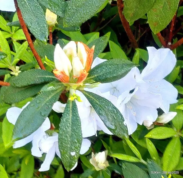 2025.02.28       2025 台北杜鵑花季--- 杜鵑花篇(2025 Tapei Azalea festival at Daan forest park), Taipei, Taiwan, Feb 28,2025, SJKen