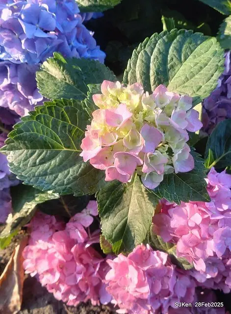 2025台北杜鵑花季「心花開、森不息」主題系列(三) 繡球花篇((Hydrangeas exhibition at Da-An forest park), Taipei,Taiwan, SJKen, Feb 28, 2025.
