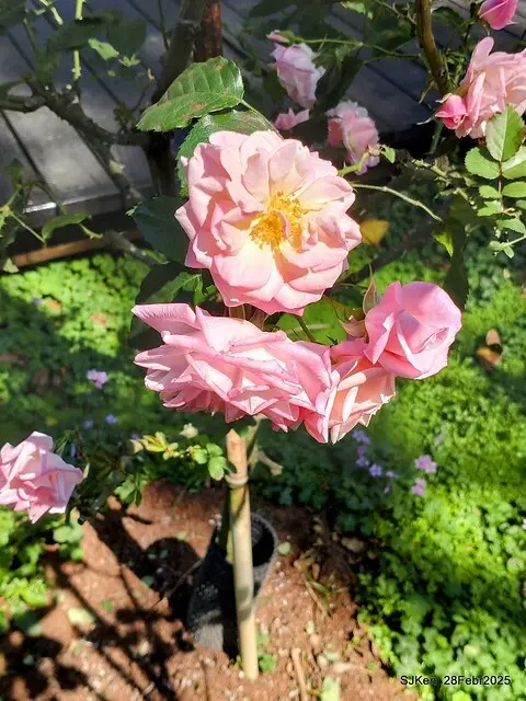 2025花博園區新生公園台北玫瑰園花展(2025 Annual Taipei Rose Garden festival), Mar 14 ~ Apr.13, 2025, Taipei, Taiwan, SJKen.