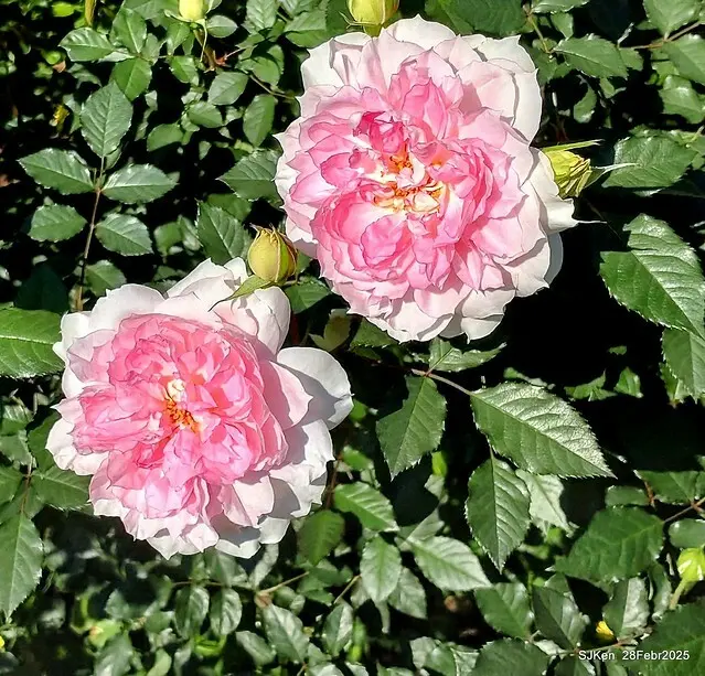 2025花博園區新生公園台北玫瑰園花展(2025 Annual Taipei Rose Garden festival), Mar 14 ~ Apr.13, 2025, Taipei, Taiwan, SJKen.