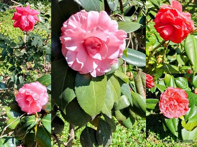 2025花博園區新生公園台北玫瑰園花展(2025 Annual Taipei Rose Garden festival), Mar 14 ~ Apr.13, 2025, Taipei, Taiwan, SJKen.