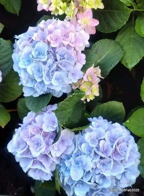 2025台北杜鵑花季「心花開、森不息」主題系列(三) 繡球花篇((Hydrangeas exhibition at Da-An forest park), Taipei,Taiwan, SJKen, Feb 28, 2025.
