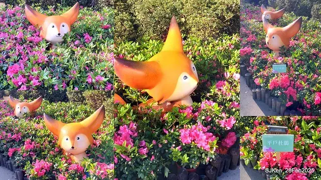 2025.02.28       2025 台北杜鵑花季--- 杜鵑花篇(2025 Tapei Azalea festival at Daan forest park), Taipei, Taiwan, Feb 28,2025, SJKen