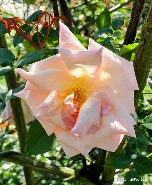 2025花博園區新生公園台北玫瑰園花展(2025 Annual Taipei Rose Garden festival), Mar 14 ~ Apr.13, 2025, Taipei, Taiwan, SJKen.