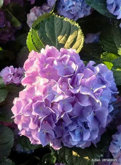 2025台北杜鵑花季「心花開、森不息」主題系列(三) 繡球花篇((Hydrangeas exhibition at Da-An forest park), Taipei,Taiwan, SJKen, Feb 28, 2025.
