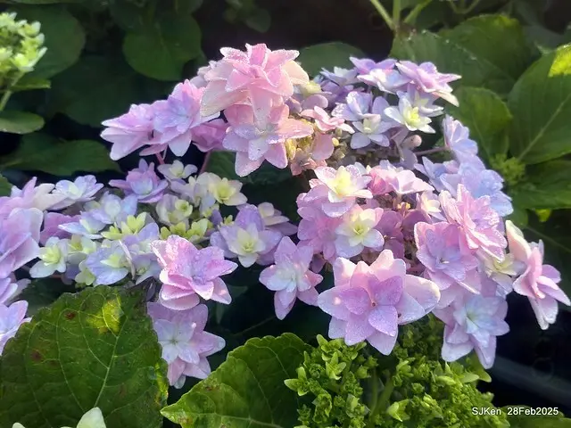 2025台北杜鵑花季「心花開、森不息」主題系列(三) 繡球花篇((Hydrangeas exhibition at Da-An forest park), Taipei,Taiwan, SJKen, Feb 28, 2025.