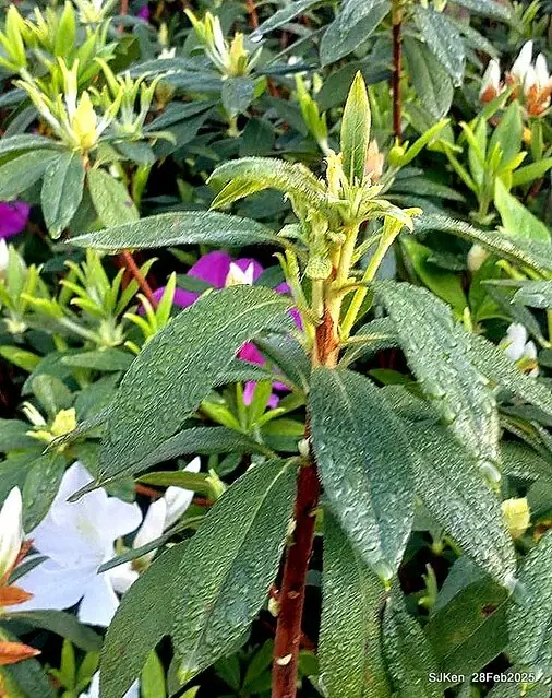 2025.02.28       2025 台北杜鵑花季--- 杜鵑花篇(2025 Tapei Azalea festival at Daan forest park), Taipei, Taiwan, Feb 28,2025, SJKen