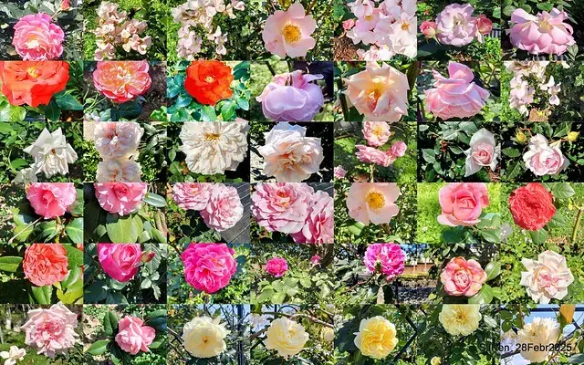 2025花博園區新生公園台北玫瑰園花展(2025 Annual Taipei Rose Garden festival), Mar 14 ~ Apr.13, 2025, Taipei, Taiwan, SJKen.
