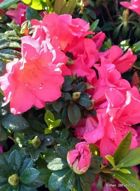 2025.02.28       2025 台北杜鵑花季--- 杜鵑花篇(2025 Tapei Azalea festival at Daan forest park), Taipei, Taiwan, Feb 28,2025, SJKen