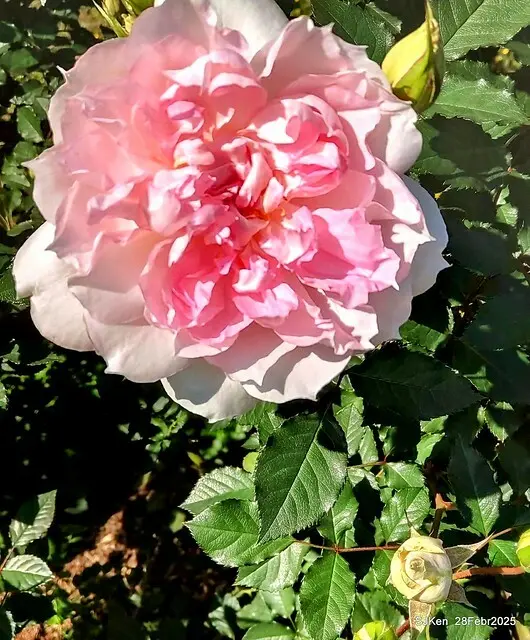 2025花博園區新生公園台北玫瑰園花展(2025 Annual Taipei Rose Garden festival), Mar 14 ~ Apr.13, 2025, Taipei, Taiwan, SJKen.