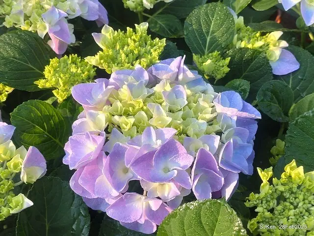2025台北杜鵑花季「心花開、森不息」主題系列(三) 繡球花篇((Hydrangeas exhibition at Da-An forest park), Taipei,Taiwan, SJKen, Feb 28, 2025.