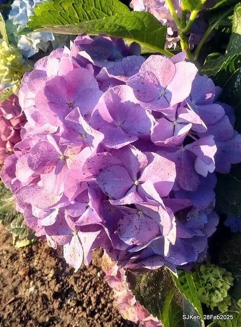 2025台北杜鵑花季「心花開、森不息」主題系列(三) 繡球花篇((Hydrangeas exhibition at Da-An forest park), Taipei,Taiwan, SJKen, Feb 28, 2025.
