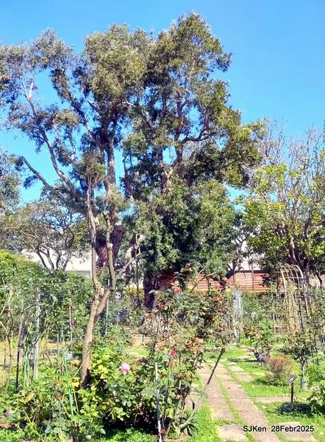 2025花博園區新生公園台北玫瑰園花展(2025 Annual Taipei Rose Garden festival), Mar 14 ~ Apr.13, 2025, Taipei, Taiwan, SJKen.