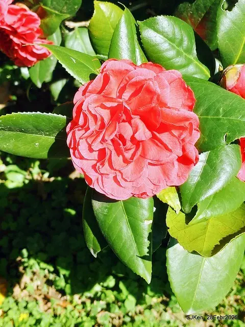 2025花博園區新生公園台北玫瑰園花展(2025 Annual Taipei Rose Garden festival), Mar 14 ~ Apr.13, 2025, Taipei, Taiwan, SJKen.