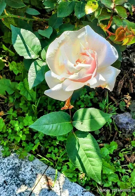 2025花博園區新生公園台北玫瑰園花展(2025 Annual Taipei Rose Garden festival), Mar 14 ~ Apr.13, 2025, Taipei, Taiwan, SJKen.