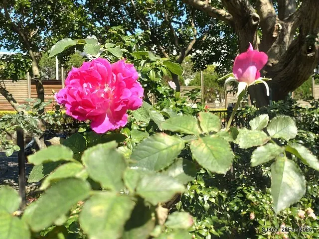 2025花博園區新生公園台北玫瑰園花展(2025 Annual Taipei Rose Garden festival), Mar 14 ~ Apr.13, 2025, Taipei, Taiwan, SJKen.