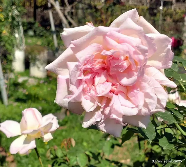 2025花博園區新生公園台北玫瑰園花展(2025 Annual Taipei Rose Garden festival), Mar 14 ~ Apr.13, 2025, Taipei, Taiwan, SJKen.